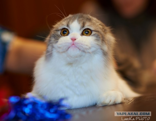 Котовторник 04.03.2014