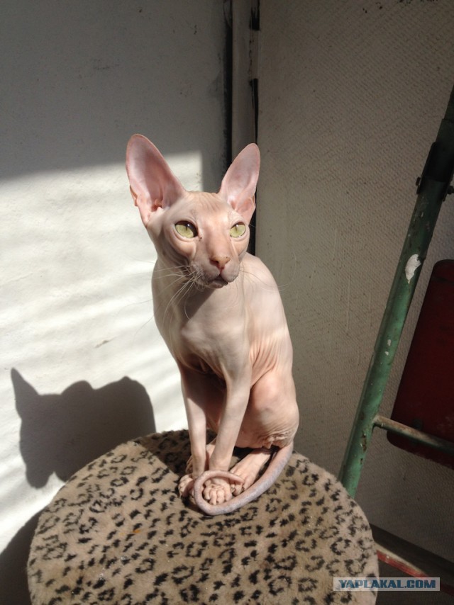 Котовторник 27.5.2014