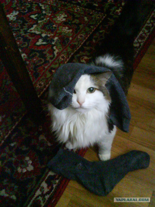 Любителям кошек