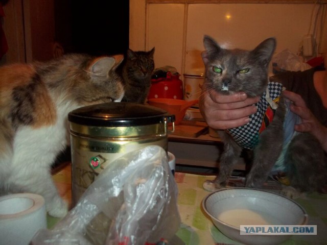 Жизнь домашнего приюта для котеек 24