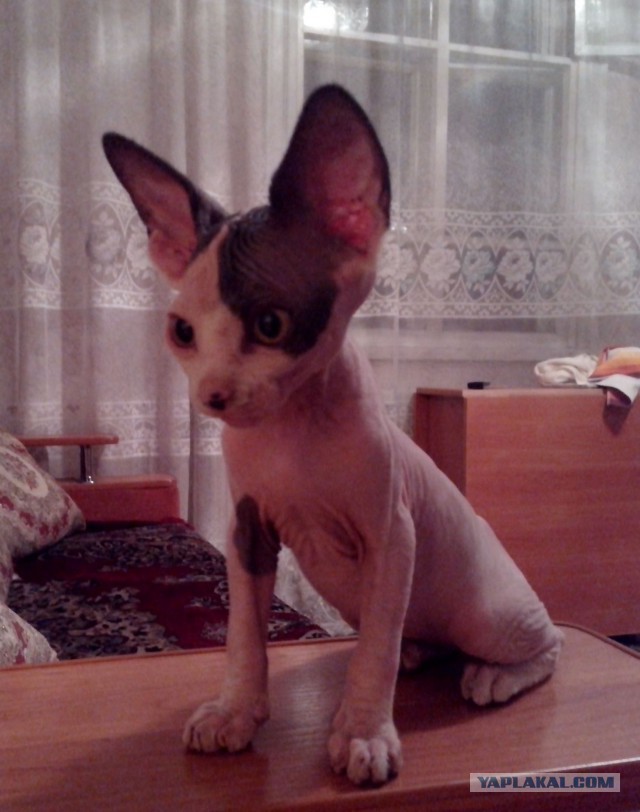 Уши