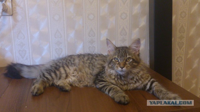 Мои мейн куны