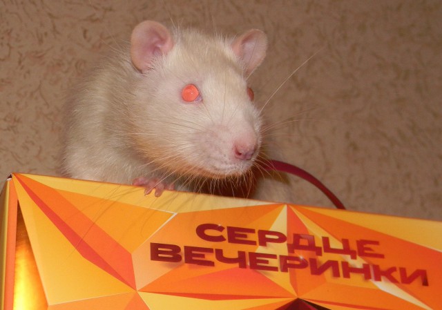 Ап! И крысы у ног моих сели!