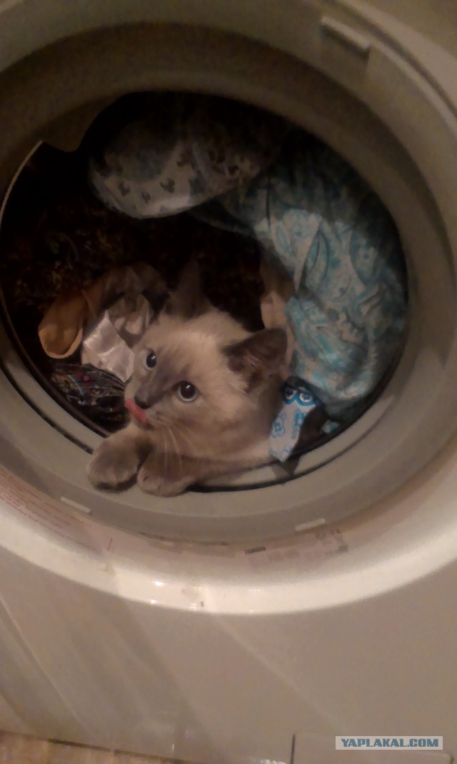 Котовторник 31.03.2015