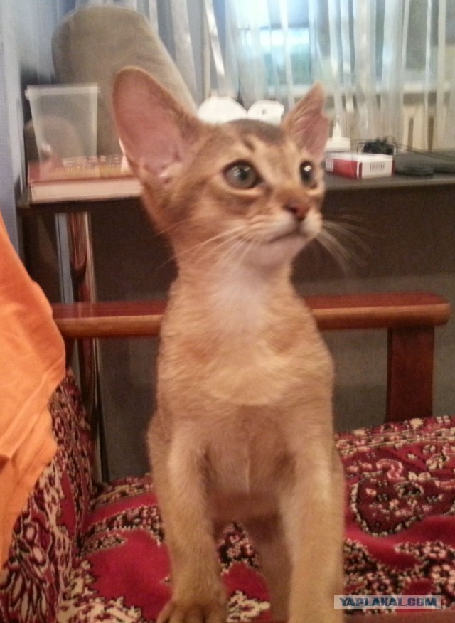 Котовторник