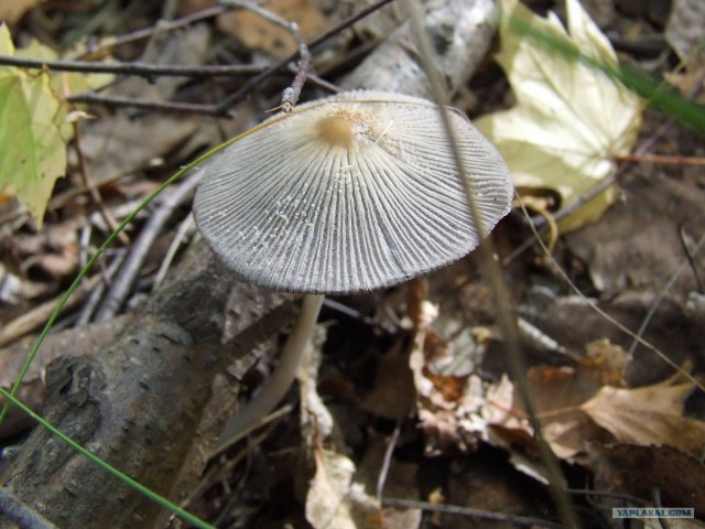 Золотая осень