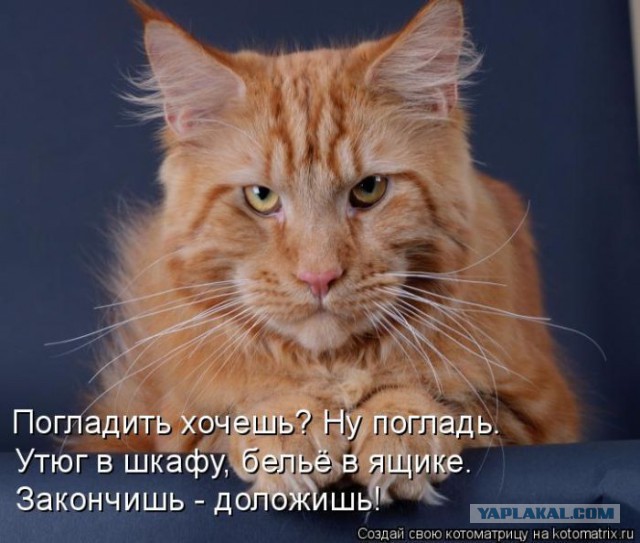 Не все котики одинаково фотогеничны