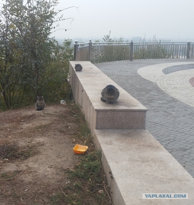 Котовторник 22.12.2015