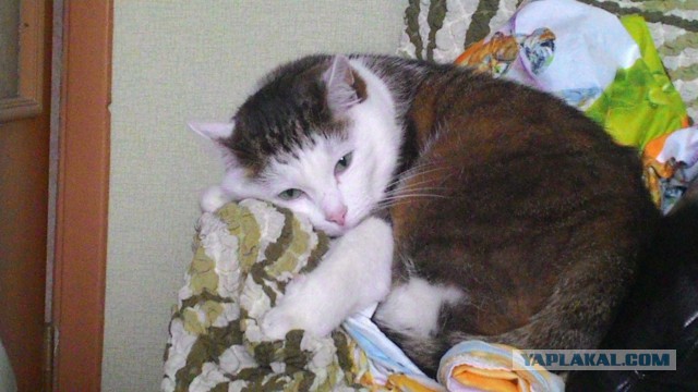 Котовторник 02.02.2016