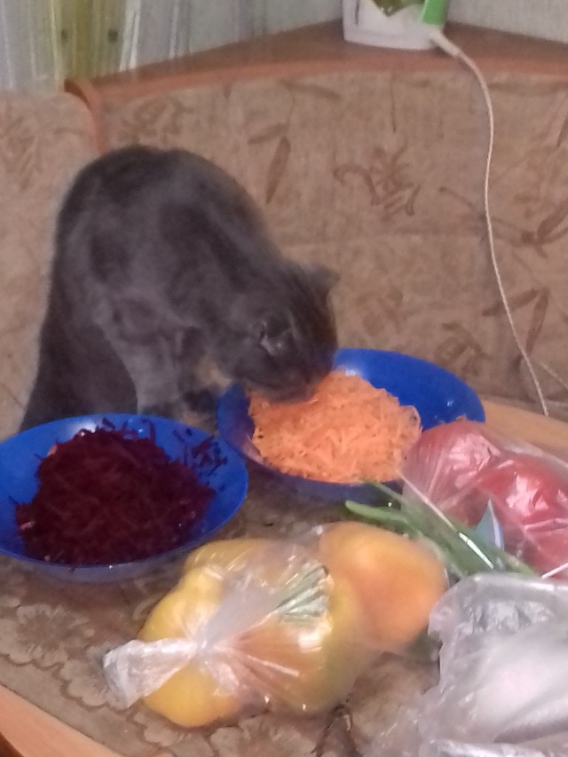 Котовторник 15.03