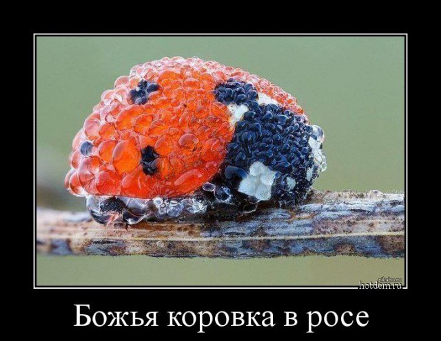 Картинки для отдыха глаз
