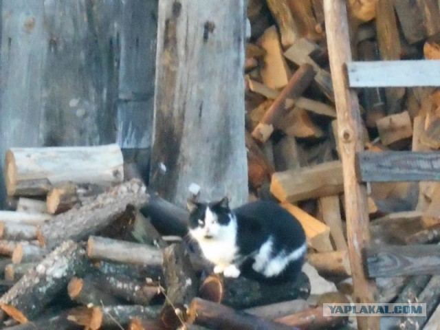 Жизнь домашнего приюта для котеек 138