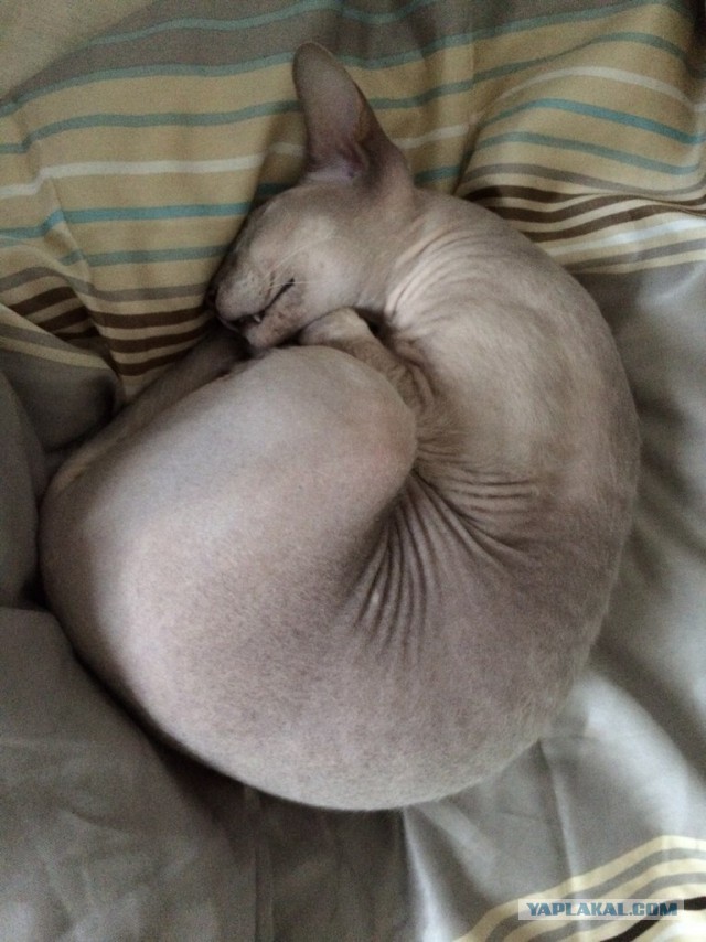 Котовторник 03.01.2017, первый в 2017!