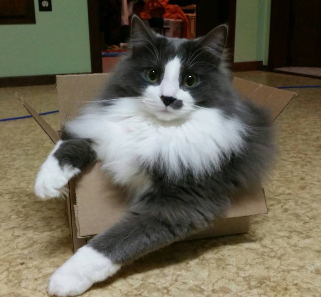 Коты из сети