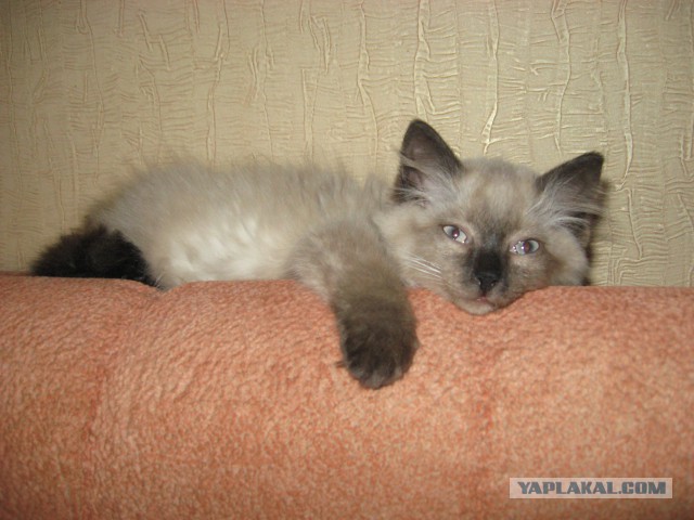 Котовторник 28.02.2017