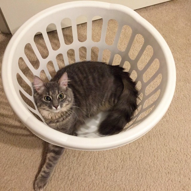 Коты и Кошки