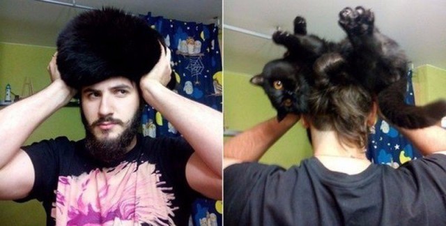 Коты и Кошки