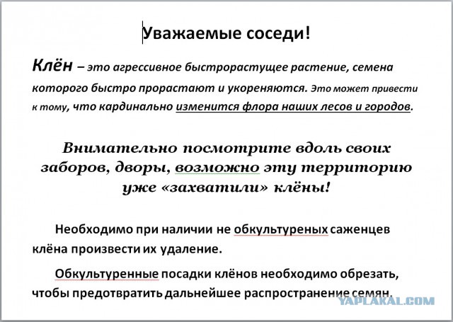 Клён ясенелистный (американский): Убей мутанта - спаси Россию !