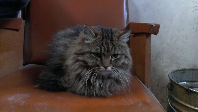 Котовторник 27.06.2017