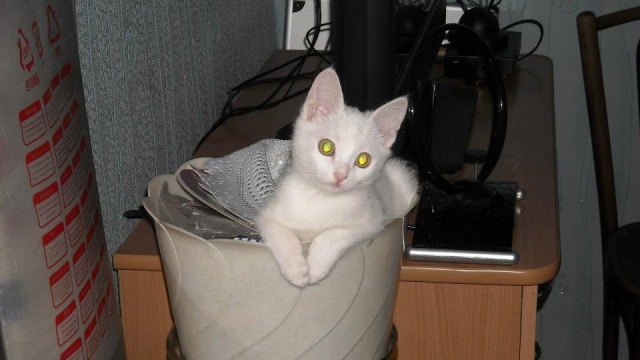 Котовторник 29.08.2017