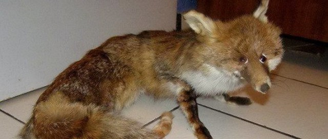 Работы итальянского таксидермиста. Явно не обошлось без "расширителей сознания"