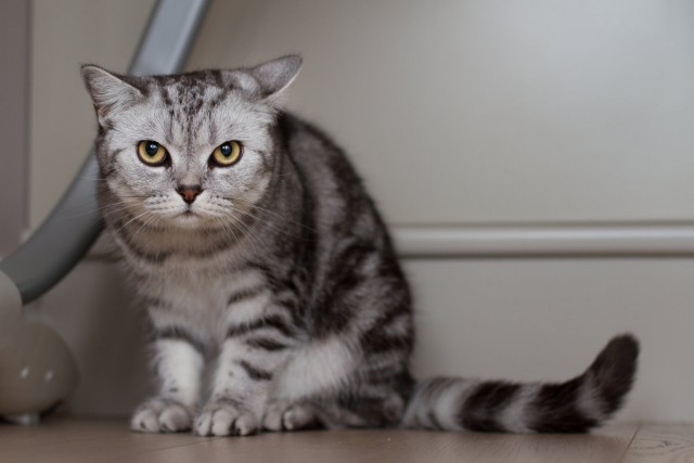 Коты и Кошки