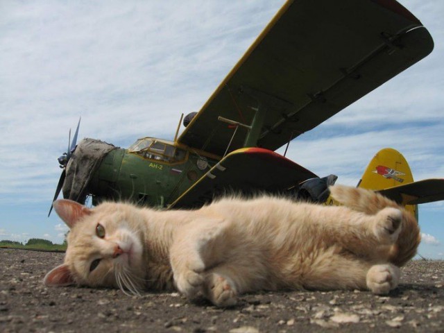 Коты и Кошки