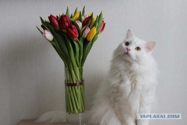 ЯПлакал woman style. 8 марта посвящается