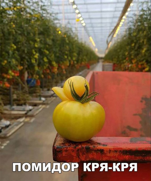 Нестандартный юмор