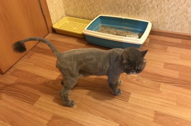 Котовторник ждали? А вот и он!