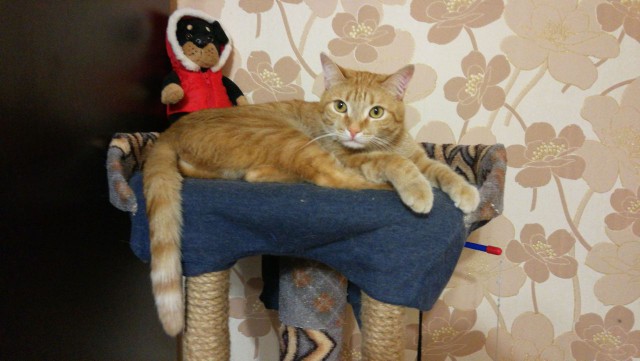 Котовторник  01.05.2018