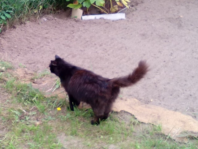 Котовторник