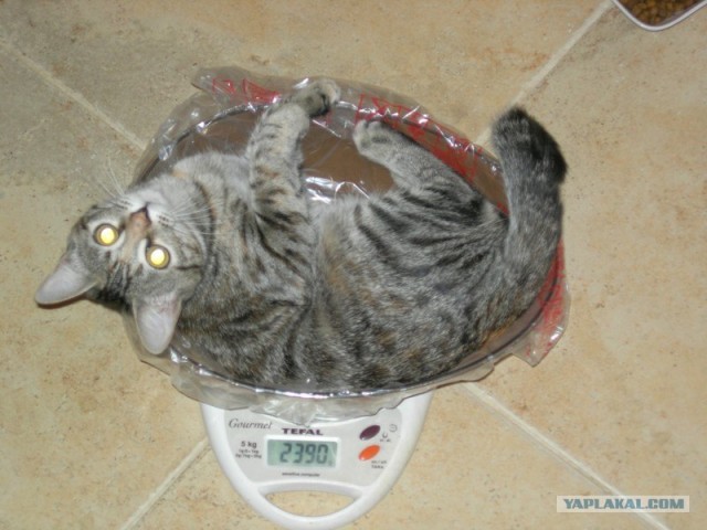Котовторник на ЯПлакалъ (20.05.08), прикольные коты, добавляем свои!