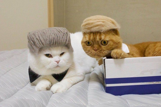 Прикольных котов пост