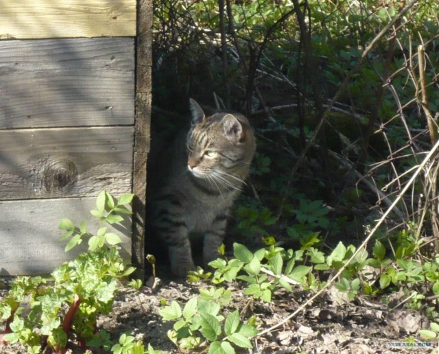 Котовторник на ЯПлакалъ (03.06), котята (31 шт)