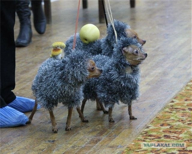 Чудеса маскировки