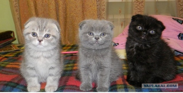 Коты, кошки и котята