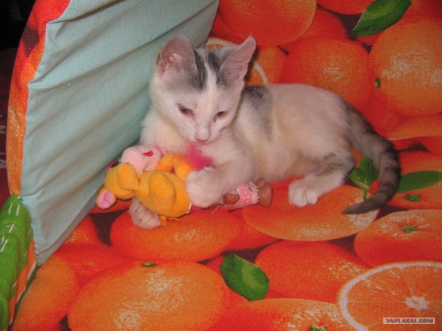 Котовторник 06.12.2011