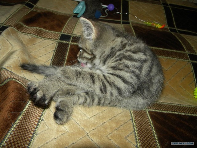 Котовторник (24. 01. 2012 )