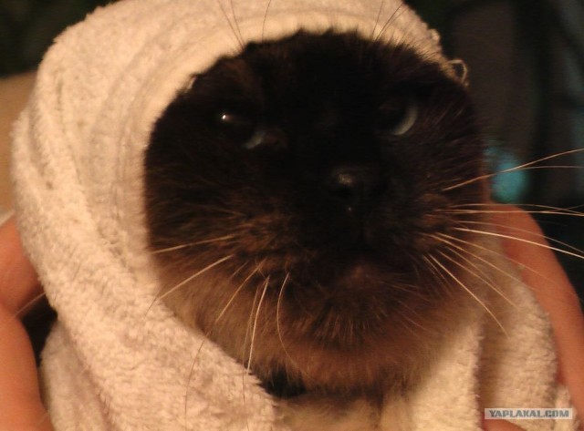 КОТОВТОРНИК (6.03.2012)