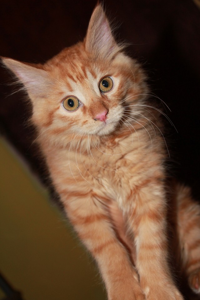 Котовторник! 13.03.2012