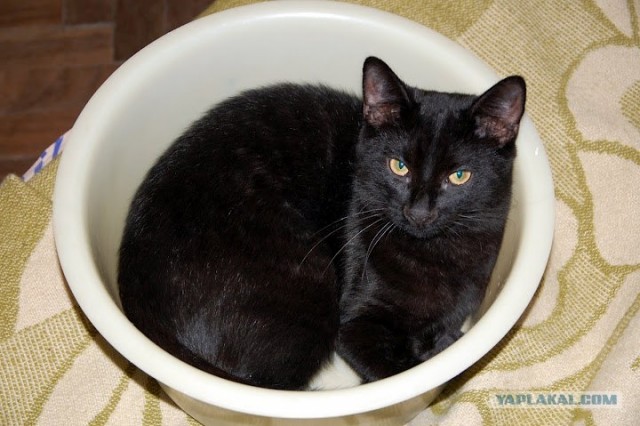 Котовторник  19.06.2012