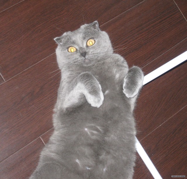 Котовторник  4.09.12