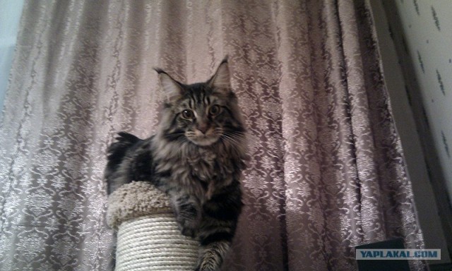 Котовторник 19.02.2013