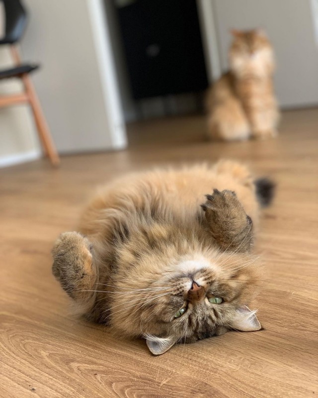 Котовторник однако