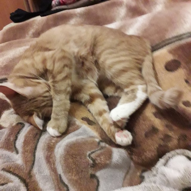 Забавные картинки с котами из сети
