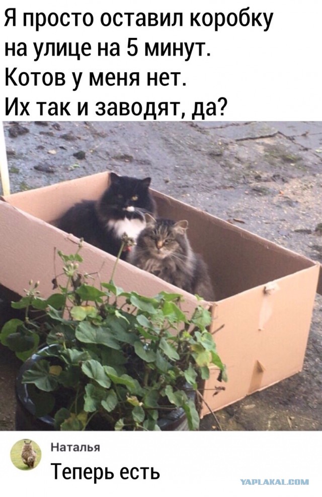 Чуток картинок. Вечерние 4