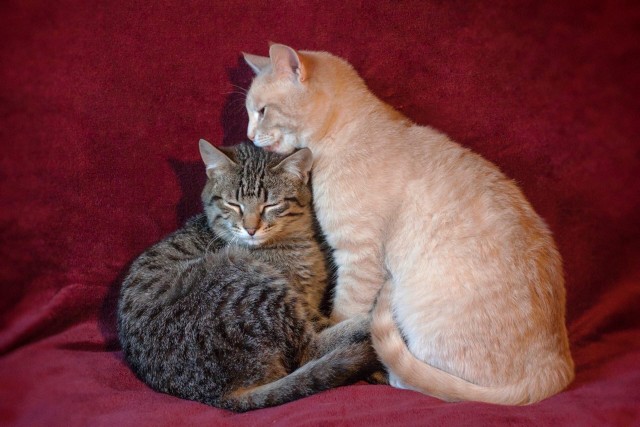 Котики