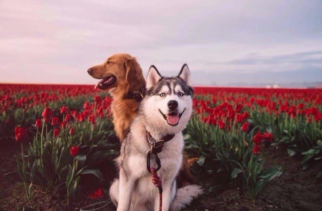 Эти забавные животные