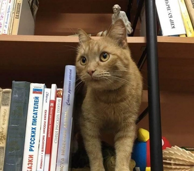 В Тверской области погиб кот-библиотекарь